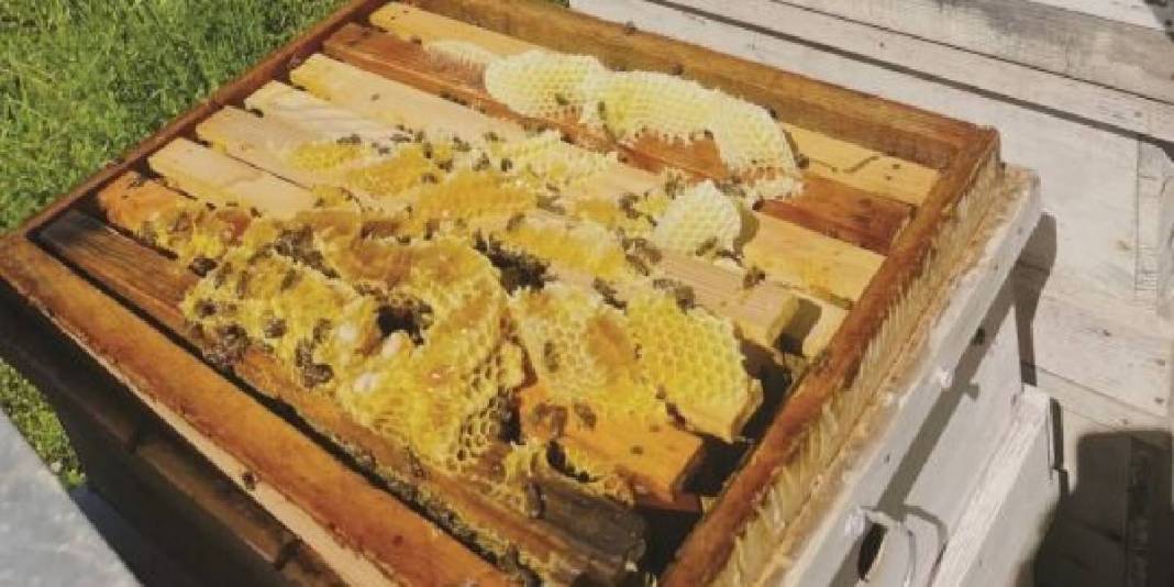 Kilosu 1.500 TL’den satılıyor! Cep dolduran hasat başladı 2